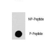 Polyclonal Rabbit anti-Human RAF1 / RAF Antibody (phospho-Ser259)