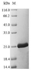 Zebrafish TNFA Protein (Recombinant 6His, N-terminus)