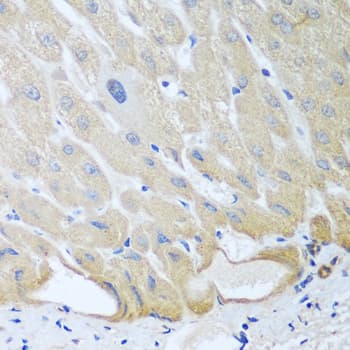 IGFBP4 Antibody