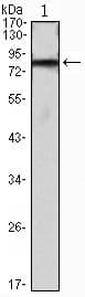 ihog Antibody (clone 3G8)