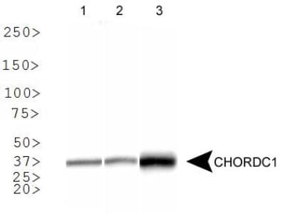 CHORDC1 / CHP1 Antibody