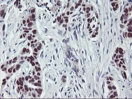 ANKRD53 Antibody (clone OTI2A8)