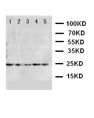 FGF10 Antibody (aa76-91)