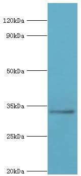 RAD1 Antibody (aa1-282)