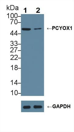 PCYOX1 Antibody (aa174-505)