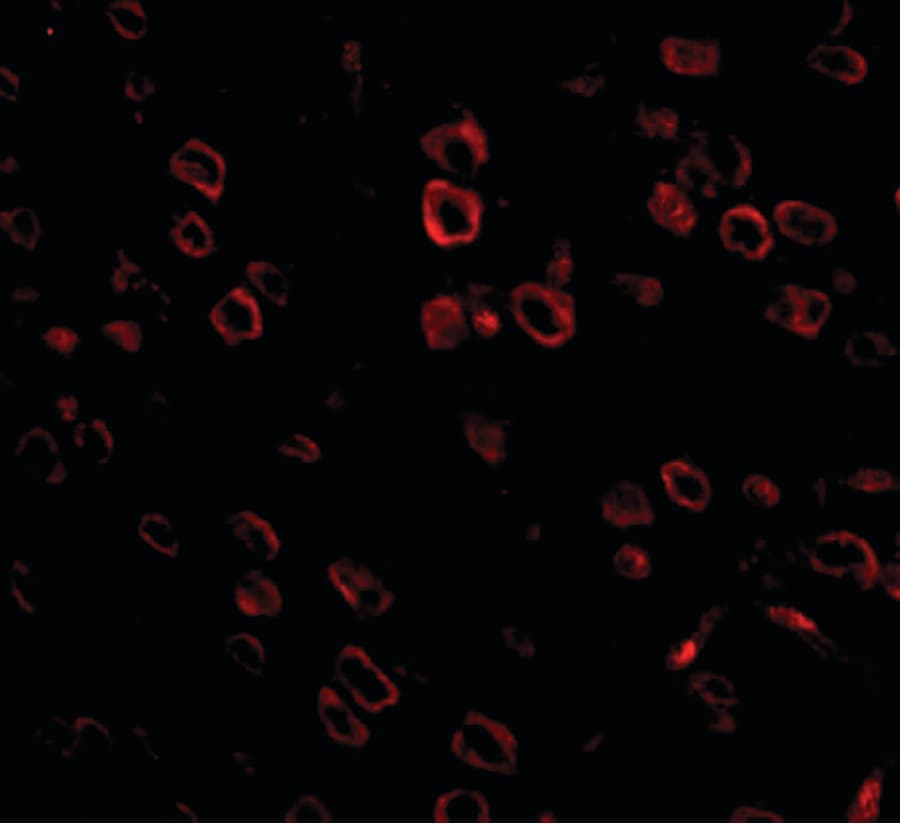 Polyclonal Rabbit anti-Human FKBP15 Antibody (IHC, IF, WB)