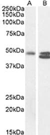 NTSR2 / NTR2 Antibody