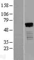 HINFP Protein (Over-Expression Lysate Myc-DDK (Flag))