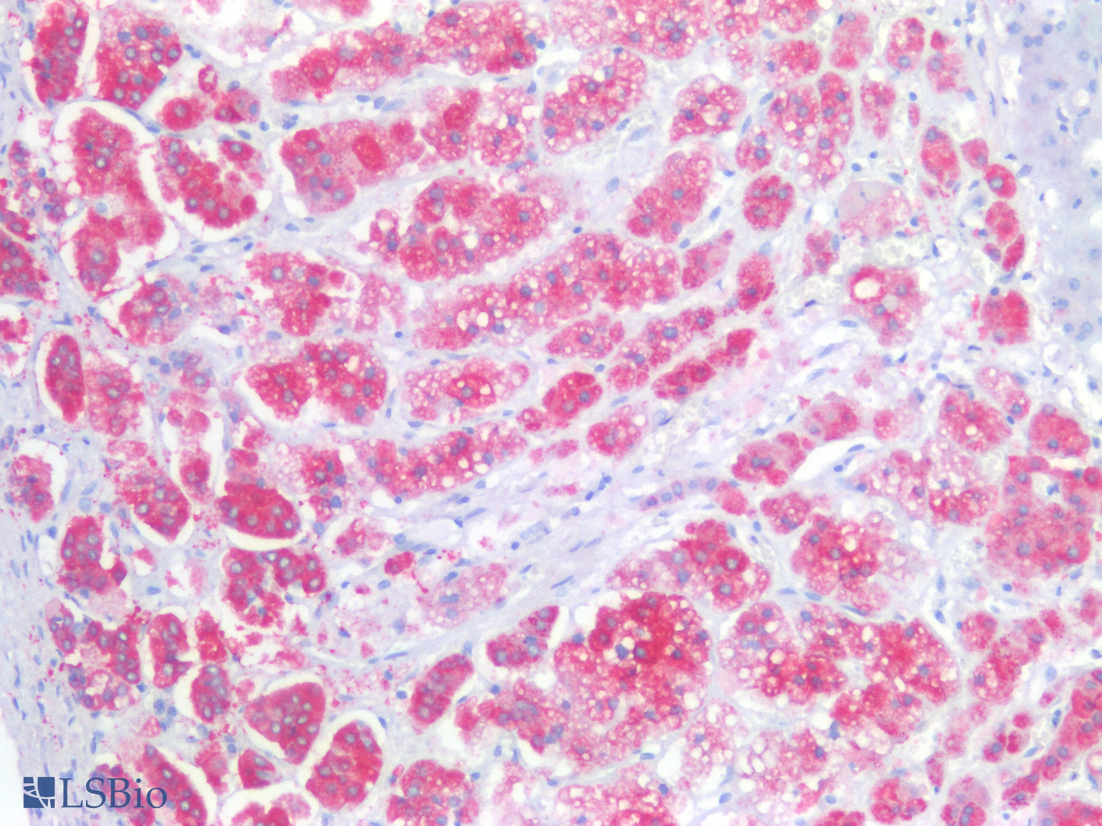 IHC-plus™ NCAM / CD56 Antibody (aa353-366)