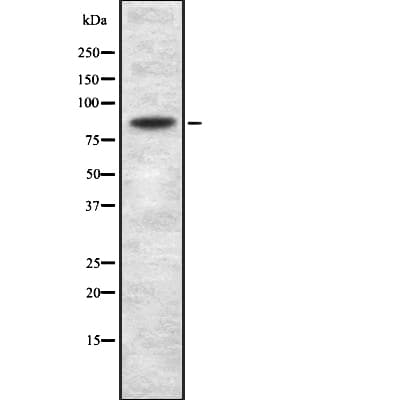 GSG2 / HASPIN Antibody