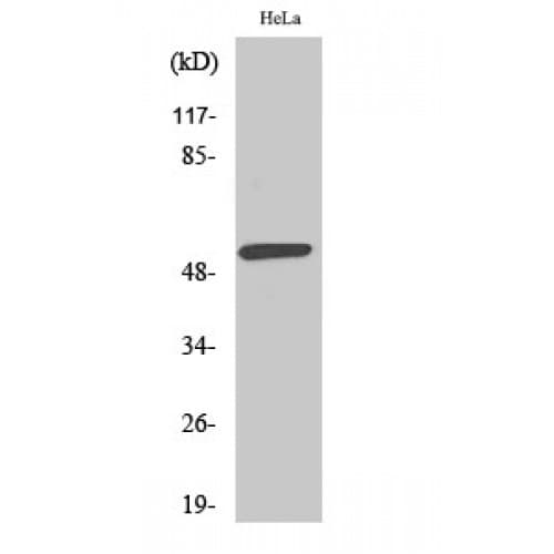 LILRA1 / LIR6 Antibody (30-110 aa, Internal)