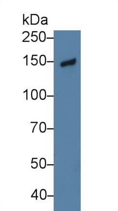NID1 / Entactin / Nidogen-1 Antibody (aa971-1219, APC)