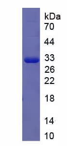 Mouse BAFF / TNFSF13B Protein (Recombinant His)