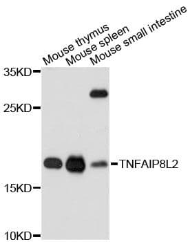 TNFAIP8L2 Antibody