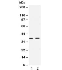 SIX1 Antibody