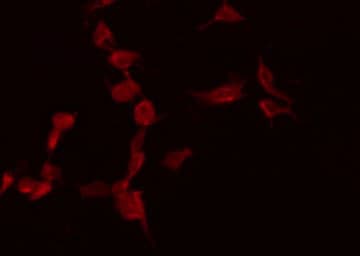 CASP7 / Caspase 7 Antibody