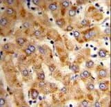 Polyclonal Rabbit anti-Human HYOU1 / ORP150 Antibody (aa274-303, IHC, IF, WB)