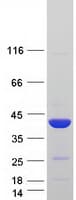 Human PTGR1 / LTB4DH Protein (Recombinant Myc-DDK (Flag))