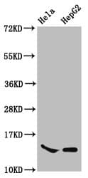 HIST1H2AI Antibody