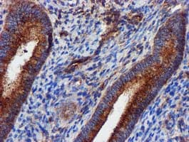 EPN2 Antibody (clone OTI1E4)