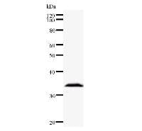BMAL2 / ARNTL2 Antibody (clone ARNTH6B5)