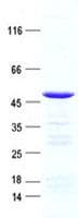 Human ARHGEF16 Protein (Recombinant His, N-Terminal)