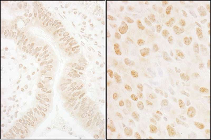 NABP2 Antibody (aa161-211)