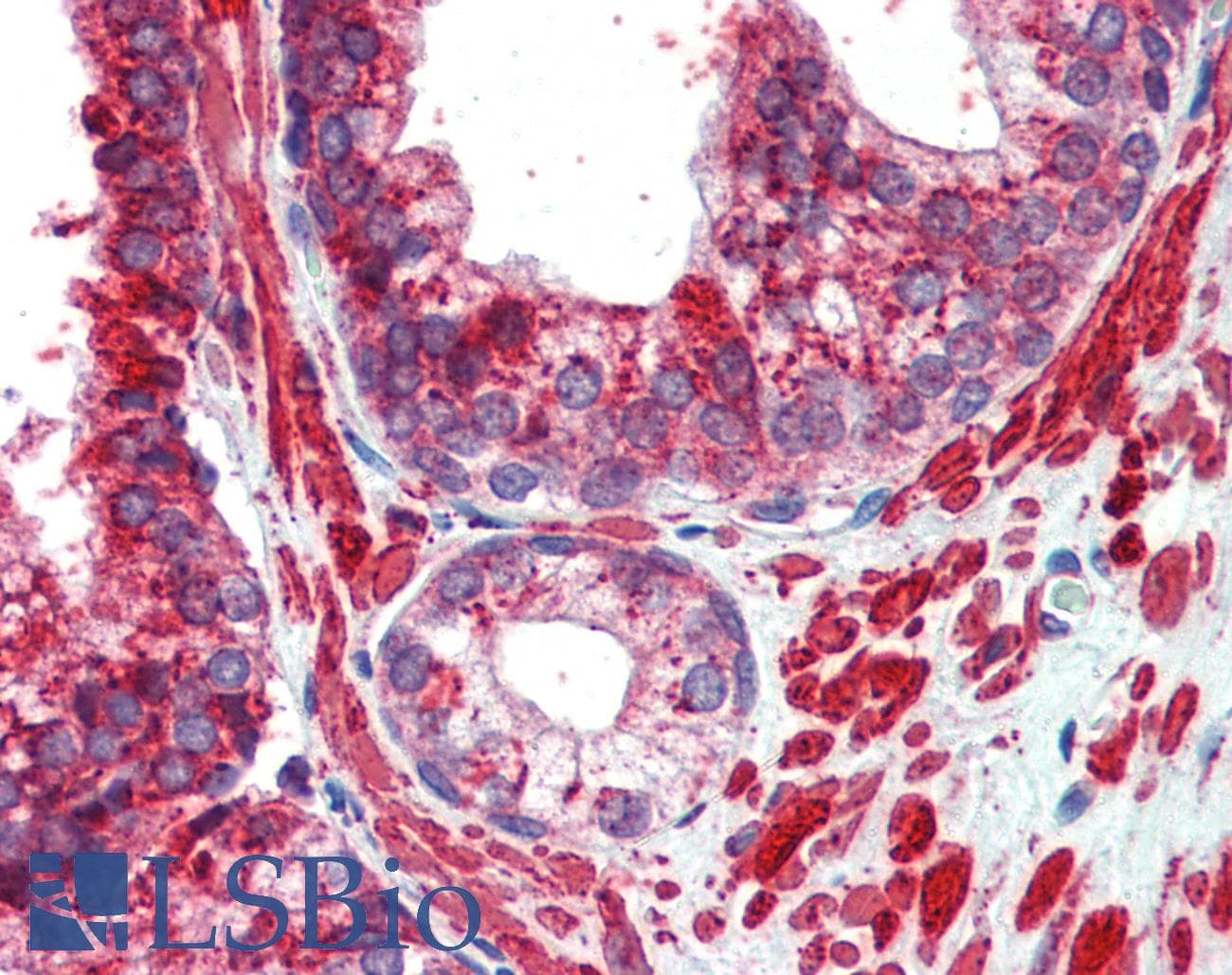 TFAP2C / AP2 Gamma Antibody (aa252-301)