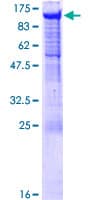 Human PCDHGA5 Protein (Recombinant GST)