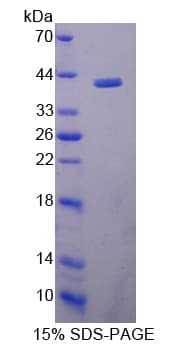 Bovine WNT5B Protein (Recombinant His-T7)