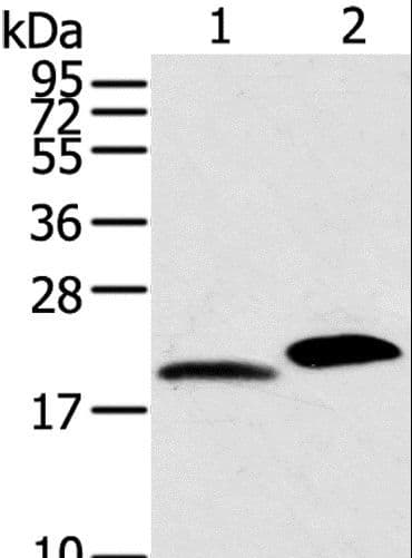 MYL2 Antibody