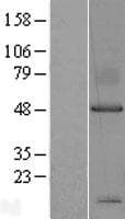 SDC1 / Syndecan 1 / CD138 Protein (Over-Expression Lysate Myc-DDK (Flag))