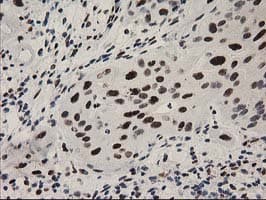 NMNAT1 / NMNAT Antibody (clone OTI1G4)