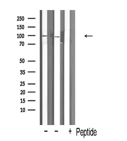 Polyclonal Rabbit anti-Human STAT3 Antibody (IF, WB)