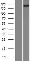 SNED1 Protein (Over-Expression Lysate Myc-DDK (Flag))