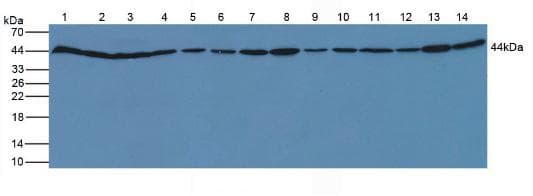 ACTB / Beta Actin Antibody (aa1-375, APC)