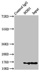 ARG1 / Arginase 1 Antibody (aa1-322)