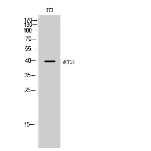 Polyclonal Rabbit anti-Human SLC16A13 Antibody (370-450 aa, C-terminal, WB)
