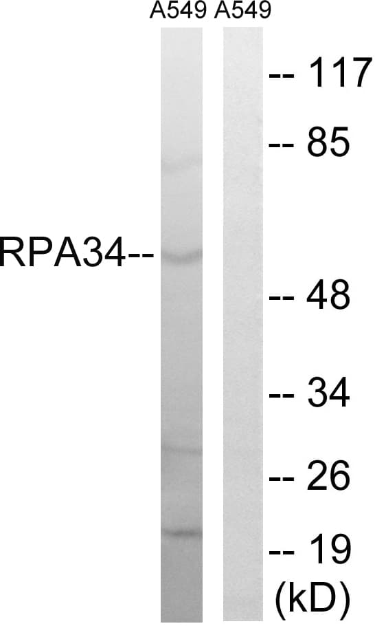 Polyclonal Rabbit anti-Human CD3EAP Antibody (aa441-490, WB)