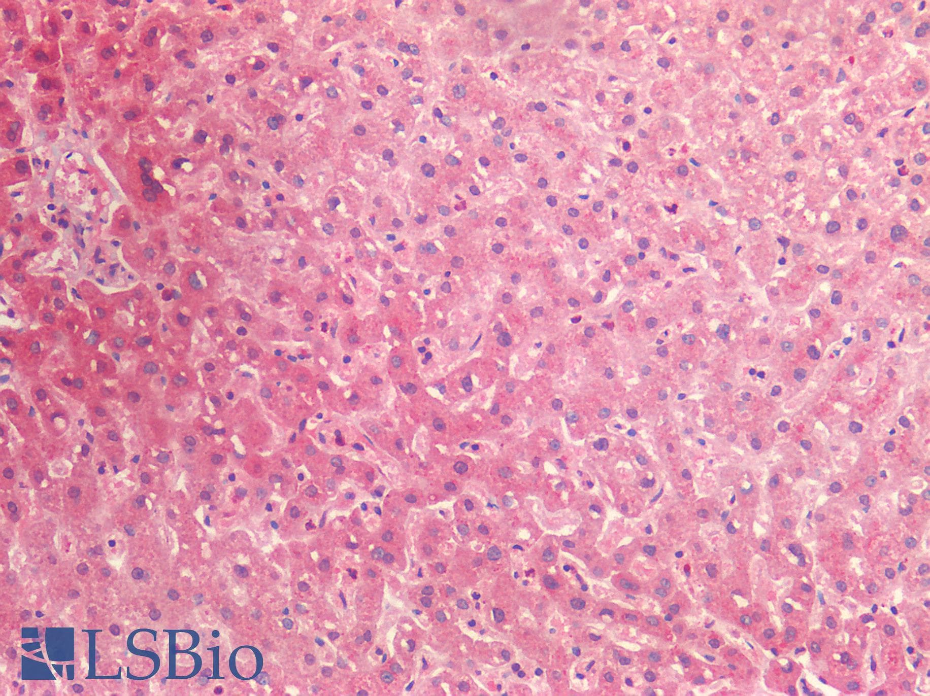 IHC-plus™ BMP4 Antibody