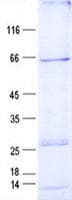 Human IL2RG / CD132 Protein (Recombinant GST, N-terminus + His, C-terminus)