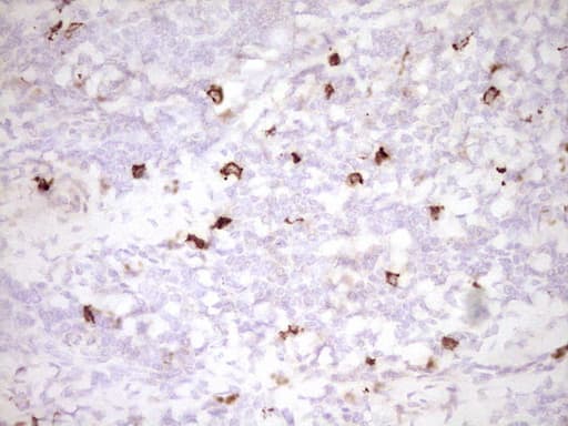 Monoclonal Mouse anti-Human CLOCK Antibody (clone OTI2H7, aa1-285, IHC, WB)