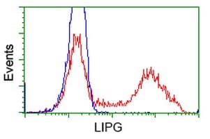 LIPG / Endothelial Lipase Antibody (clone OTI4C3)