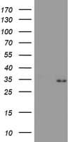 PSMA4 Antibody (clone OTI4B8, Carrier-free)