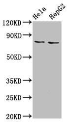 ESRP2 / RBM35B Antibody