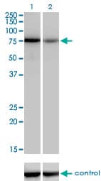 TCF12 / HEB Antibody (clone 2E9)