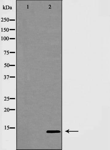 INSL3 Antibody