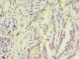 STX16 / Syntaxin 16 Antibody (aa1-300)