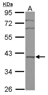 Polyclonal Rabbit anti-Human BRIX1 Antibody (WB)