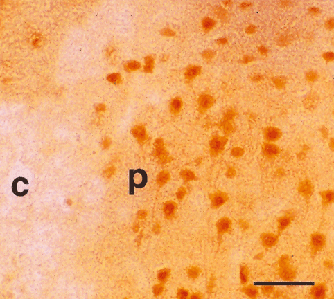 BLVRA Antibody (Atto 390)